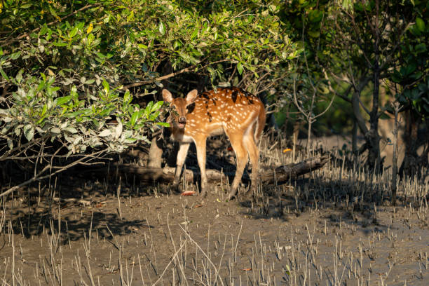 The Spotted Deer of Sundarban (Axis axis)