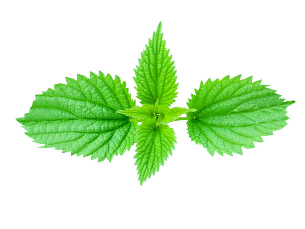 istock Urtica dioica, common nettle or nettle 1889906652