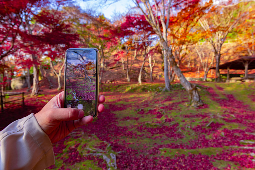 A smartphone shooting red leaves at the forest park in Kyoto. High quality photo. Soura district Kasagi Kyoto Japan 11.30.2023 Here is a park well known as Kasagiyama momiji park in Kyoto.