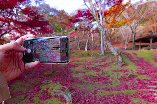 A smartphone shooting red leaves at the forest park in Kyoto. High quality photo. Soura district Kasagi Kyoto Japan 11.30.2023 Here is a park well known as Kasagiyama momiji park in Kyoto.
