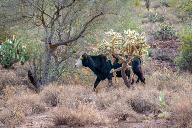 Group of cow herd is feeding grass in a dry field, tropical natural landscape in Phan Rang, Vietnam.