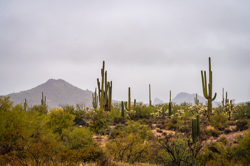 Colorful desert scenery with cactus, saguaros, chollas, prickly pear, and stunning distant mountains.