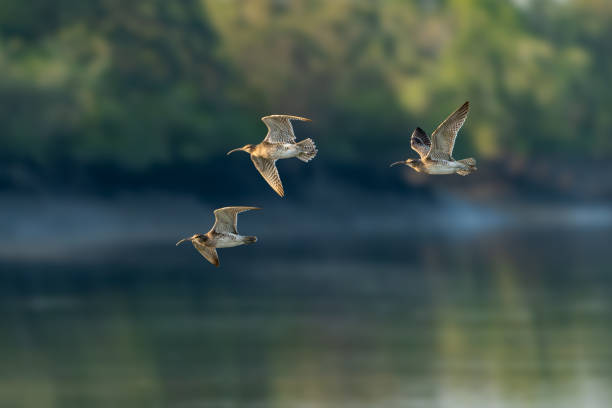 istock The Eurasian or common whimbrel (Numenius phaeopus), also known as the white-rumped whimbrel 1889924605