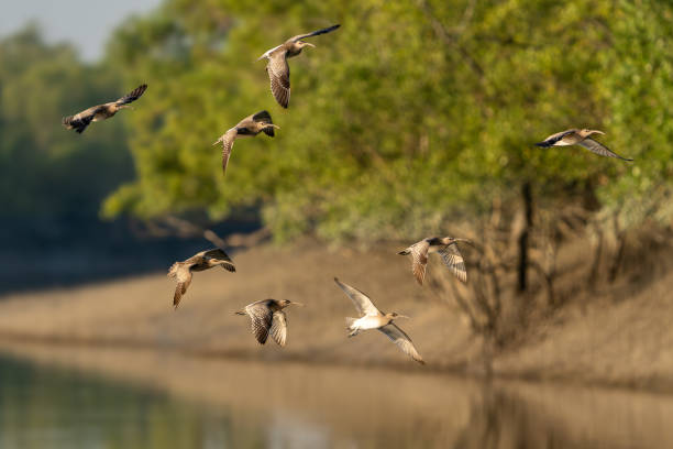 istock The Eurasian or common whimbrel (Numenius phaeopus), also known as the white-rumped whimbrel 1889925119