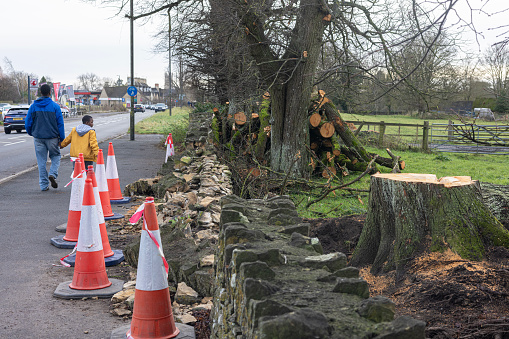 Cleared path and road after a fallen tree blocked a main road out of the Cotswold town of Cirencester after a stormy December evening.