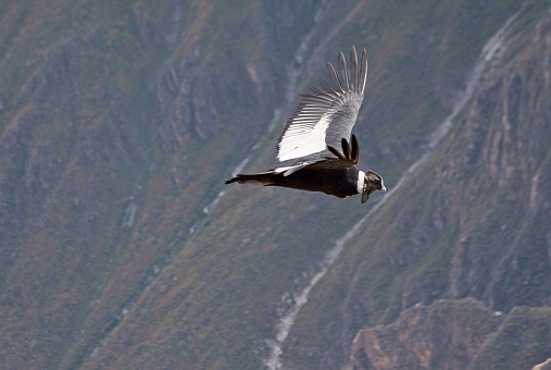 Andean condor flying over the rage of the Andes mountains. South America, Patagonia, Argentina.photo koky castaneda