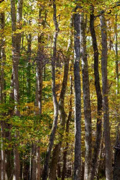 istock Gum Swamp, Cades Cove 1889954934