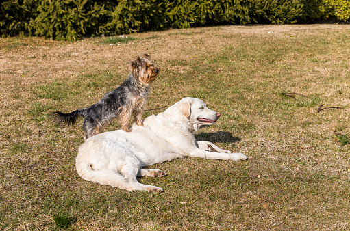 Yorkshire terrier with Maremma Sheepdog playing on the grass in the garden.