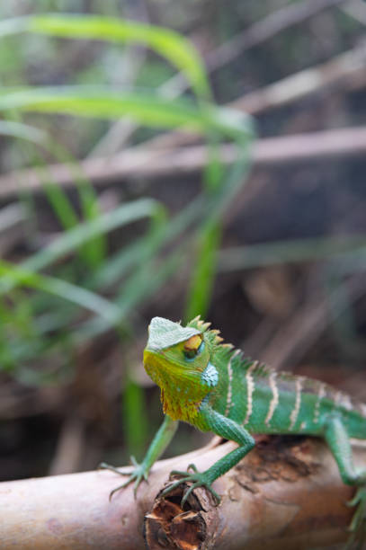 istock Sri Lankan Green Garden Lizard 1889987717