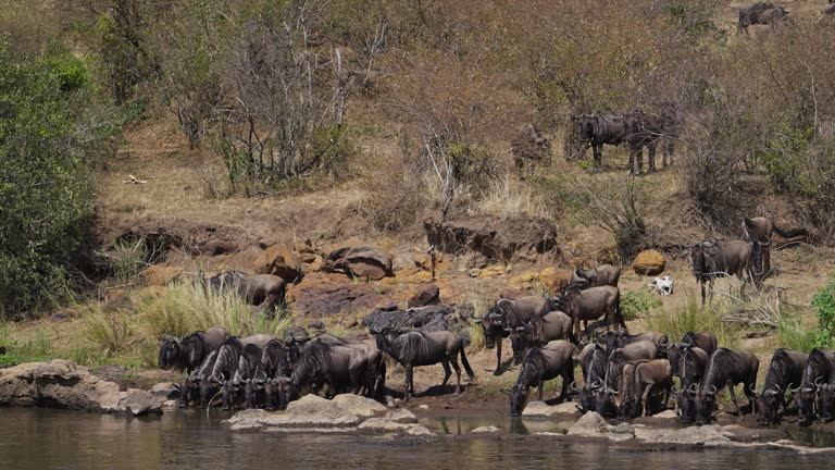 Wildebeest drinking water from the Mara river before crossing it