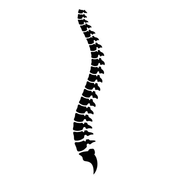 Vector illustration of Spinal cord vector icon, human spine silhouette