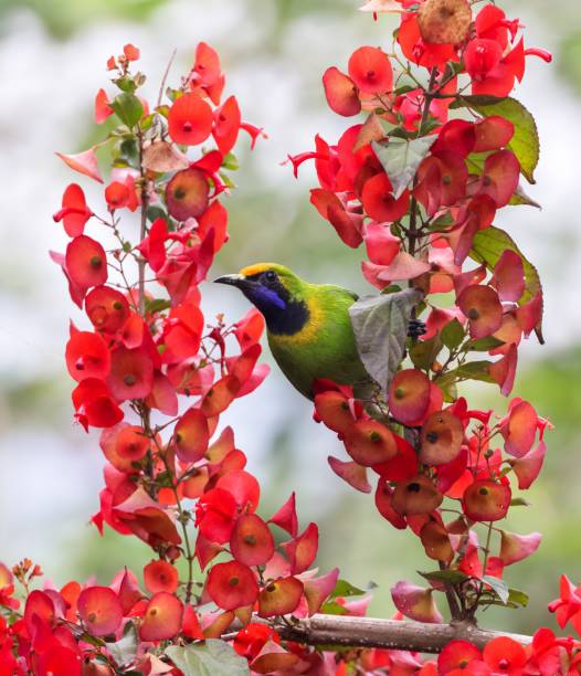 istock Golden fronted leafbird on flower. 1889996565