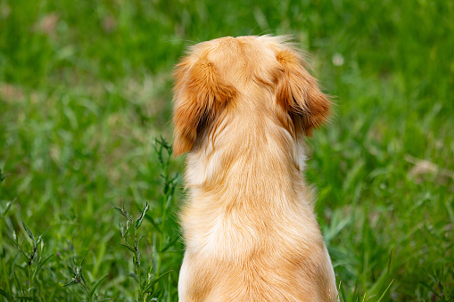 Back side of the head of a golden retriever dog