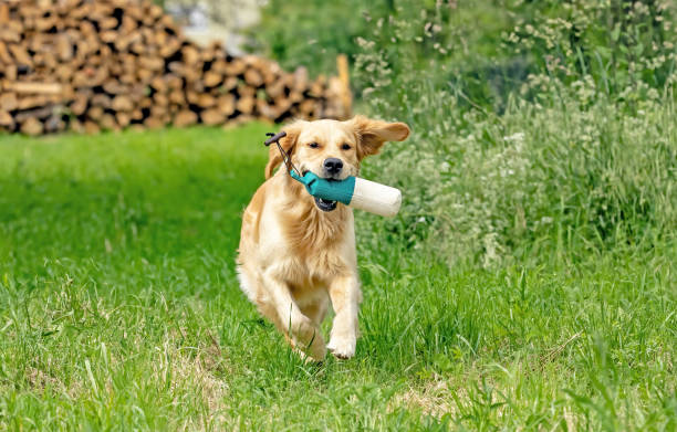 Golden Retriever running in the grass Beautiful golden retriever dog running with a dummy in his mouth golden retriever with a training dummy stock pictures, royalty-free photos & images