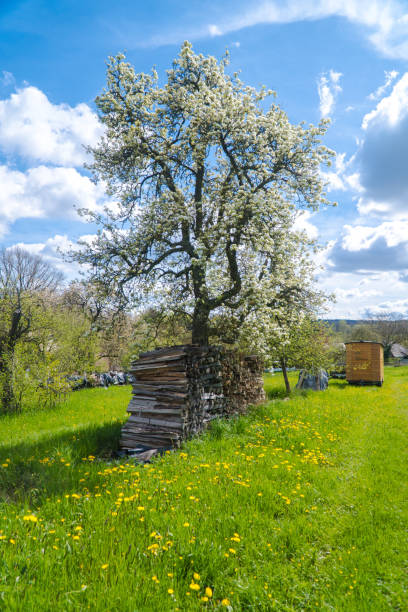 istock Idyllic woodpile with blooming trees 1890016140