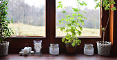 Green plant in a pot and glass decoration in window sill. View through window. Home decor with wooden frame. Banner.