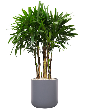A lucky bamboo plant on a white background in steel pot