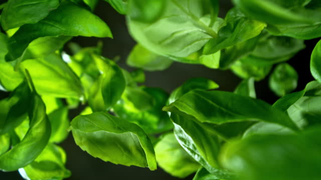 Super slow motion of falling and rotating fresh basil leaves