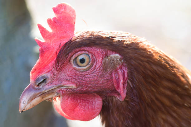 Adult hen of Lohmann brown variety, bird head and face with beak, red comb, wattles, ear lobe and eye visible, side view, backyard chickens concept
