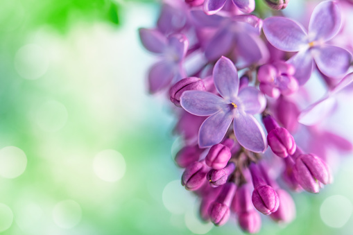 A DSLR close-up photo of beautiful Lilac blossom on a defocused lights bokeh background. Shallow depth of field. Space for copy.