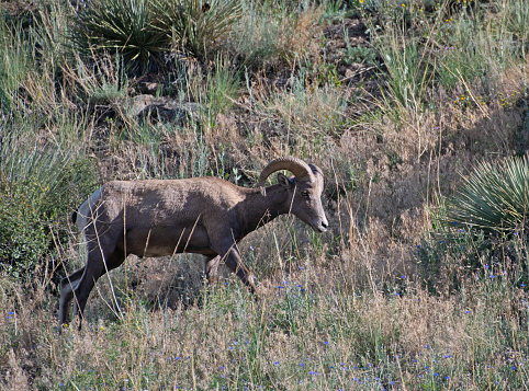 Bighorn Sheep ram on a hillside