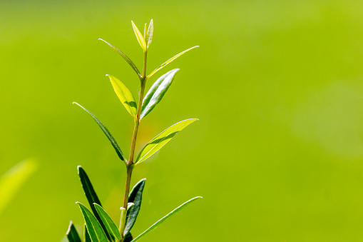 Green Foliage in Outdoor Forest with Freshness and Natural Beauty