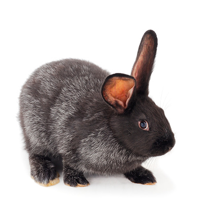 Gray rabbit isolated on a white background.