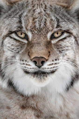 A close-up head-shot of a lynx  looking into the camera, portait,full frame, vertical