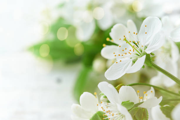 istock Blooming white apple or cherry blossom on background of blue sky. Happy Passover background. Spring Easter background. World environment day. Easter, Birthday, womens day holiday. Top view. Mock up. 1890142003
