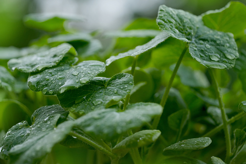 young vegetable plants in garden in rain, water drops on leaves, picturesque scene in garden during summer weather, natural environmental, ecological, genetically modified organisms products