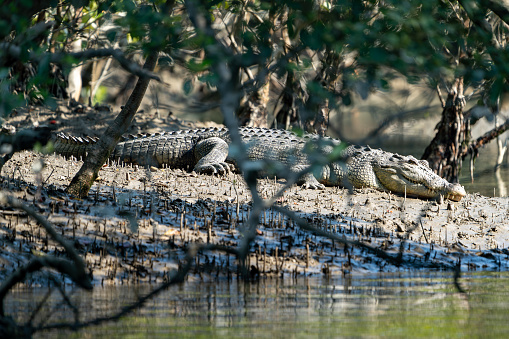 Saltwater Crocodile from Sundarbans Swamps