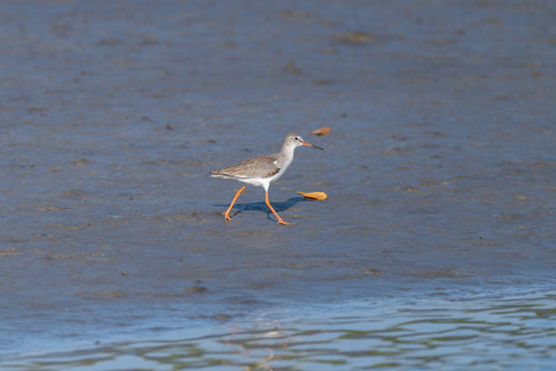 The common redshank or simply redshank (Tringa totanus)