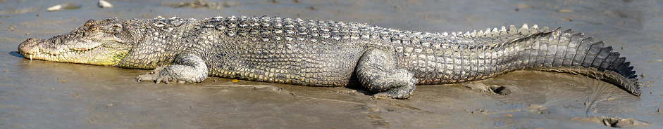 Saltwater Crocodile from Sundarbans Swamps