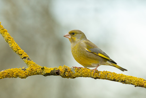 Male greenfinch (Chloris chloris) perching on branchlet covered with lichen.