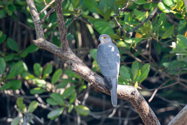 The shikra (Accipiter badius) The shikra (Accipiter badius) galapagos hawk stock pictures, royalty-free photos & images