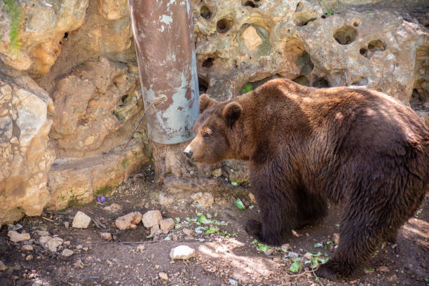 istock Brown Bear At the Zoo In Captivity In Summer 1890211007