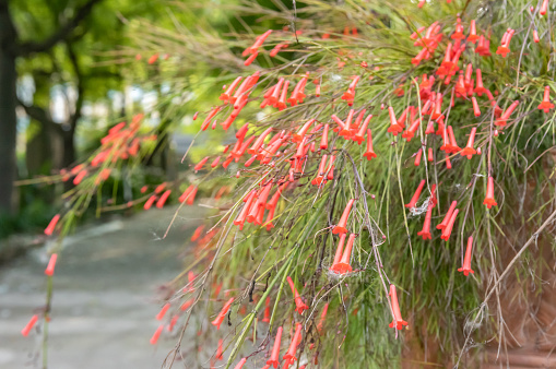 Russelia Equisentiformis Native From Mexico On Blurred Background