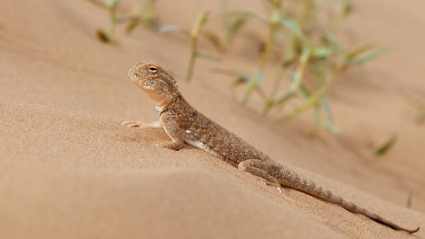 istock Toad-headed agama, Phrynocephalus mystaceus. Calm desert roundhead lizard on the sand in its natural environment. A living dragon of the desert Close up. incredible desert lizard 1890287752
