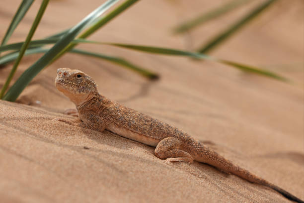 istock Toad-headed agama, Phrynocephalus mystaceus. Calm desert roundhead lizard on the sand in its natural environment. A living dragon of the desert Close up. incredible desert lizard 1890288848