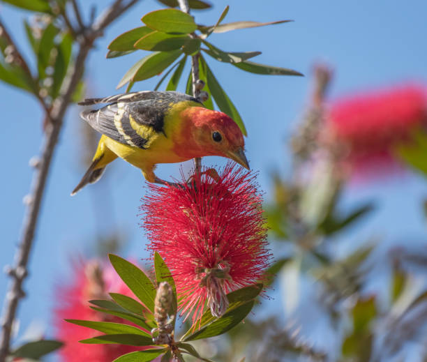 Hunting Tanager A male Western Tanager hunts for bees on a red bottlebrush plant bloom piranga ludoviciana stock pictures, royalty-free photos & images
