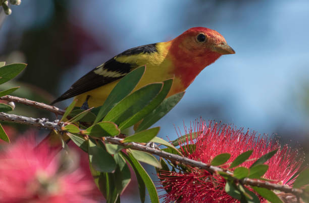 Tanager Close Up Close up of a male Western Tanager on a blooming bottlebrush plant piranga ludoviciana stock pictures, royalty-free photos & images