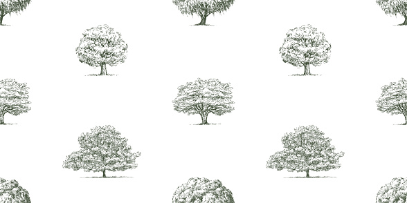 Seamless vector background of sketches silhouettes different deciduous trees willlow, oak, maple, linden with lush foliage in summer, hand drawn pattern for wallpaper, paper