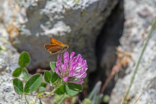 Small Skipper butterfly on pink coloured flower. Thymelicus sylvestris