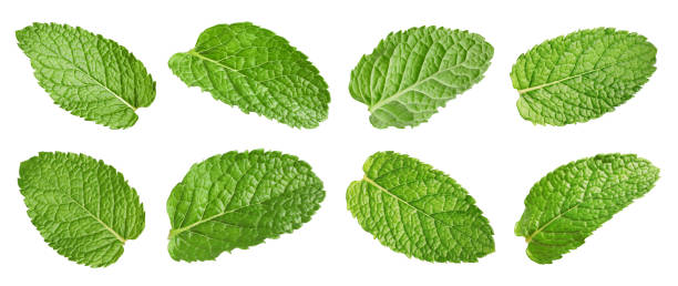 istock Many fresh mint leaves isolated on white 1890339419