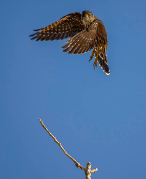 Flying Merlin Falcon A Merlin Falcon takes off from a tree branch falco columbarius stock pictures, royalty-free photos & images