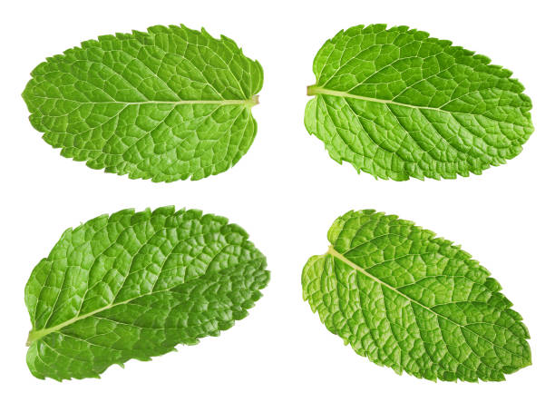 istock Many fresh mint leaves isolated on white 1890358829