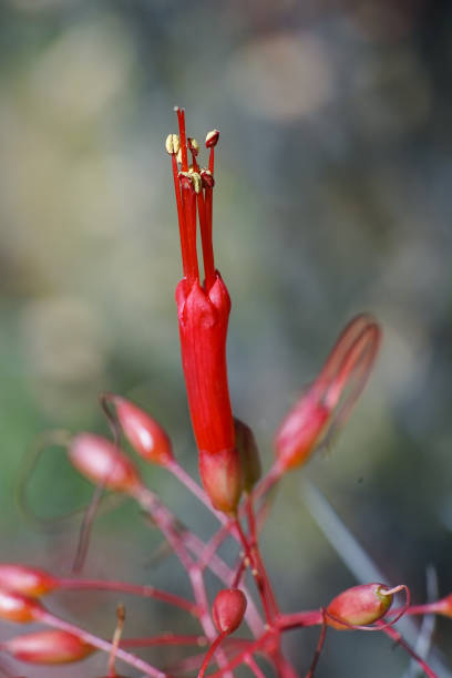 istock Close up of red cactus mistletoe blossom. 1890392157