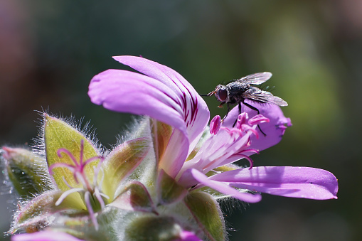 close-up photograph of a fly on a rose geranium flower