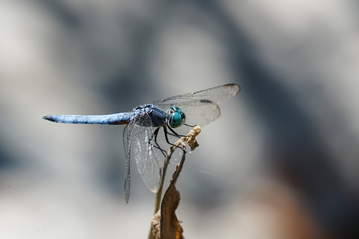 A blue-eyed Darner dragonfly perched on a plant.