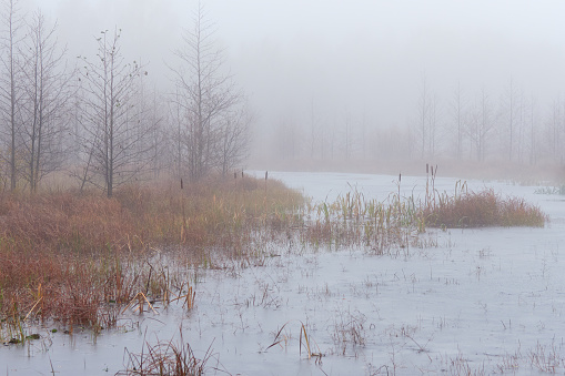 Foggy autumn day on a swamp: nature of Northern Europe.